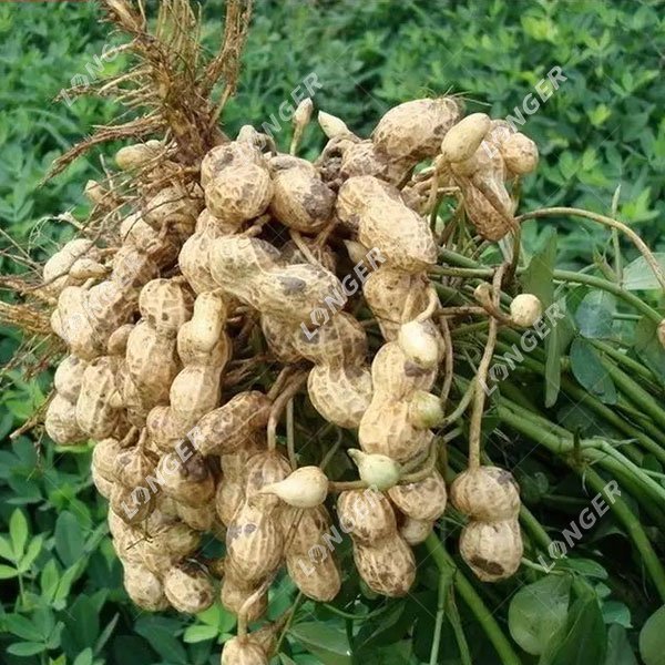 How Do You Process Peanuts After Harvesting?